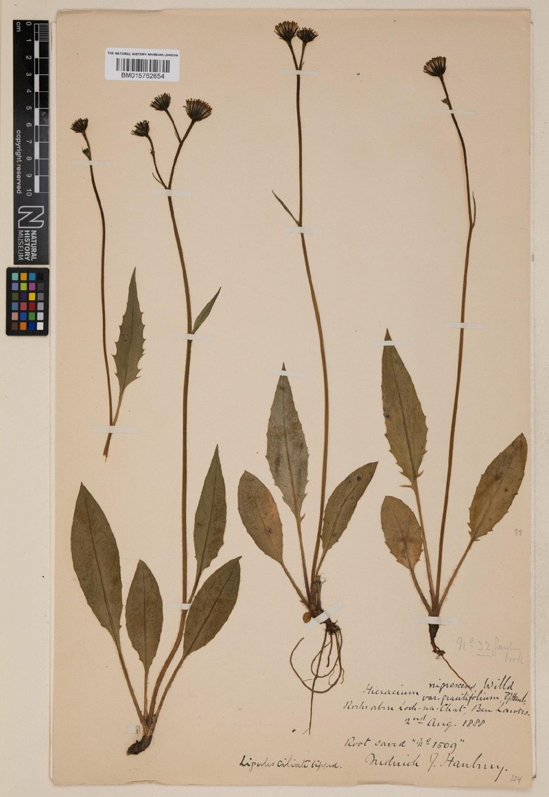Hieracium gracilifolium photo 4