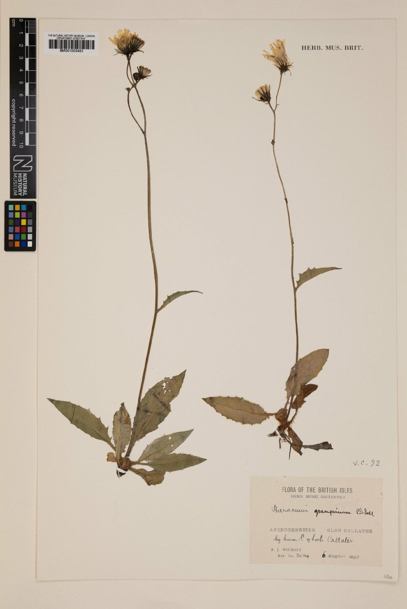 Hieracium grampianum