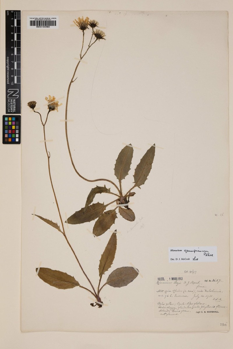 Hieracium grampianum photo 2