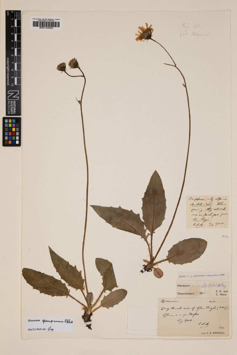 Hieracium grampianum photo 3