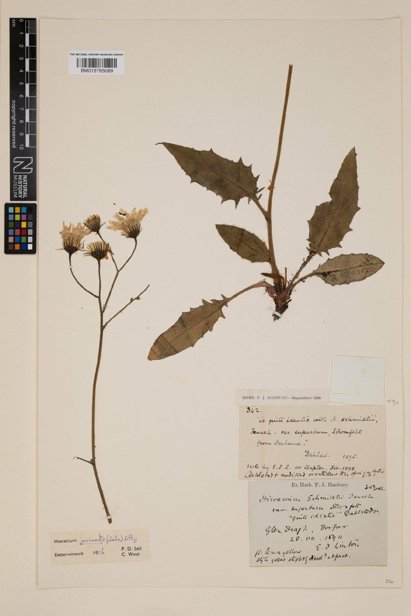 Hieracium grampianum photo 4