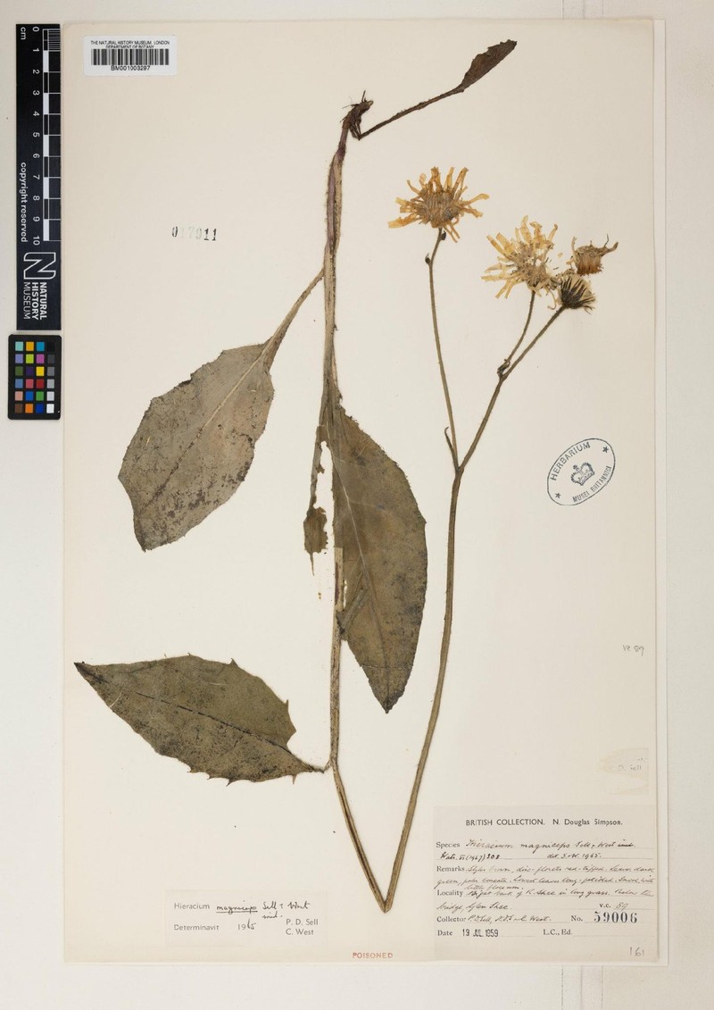 Hieracium grandiceps