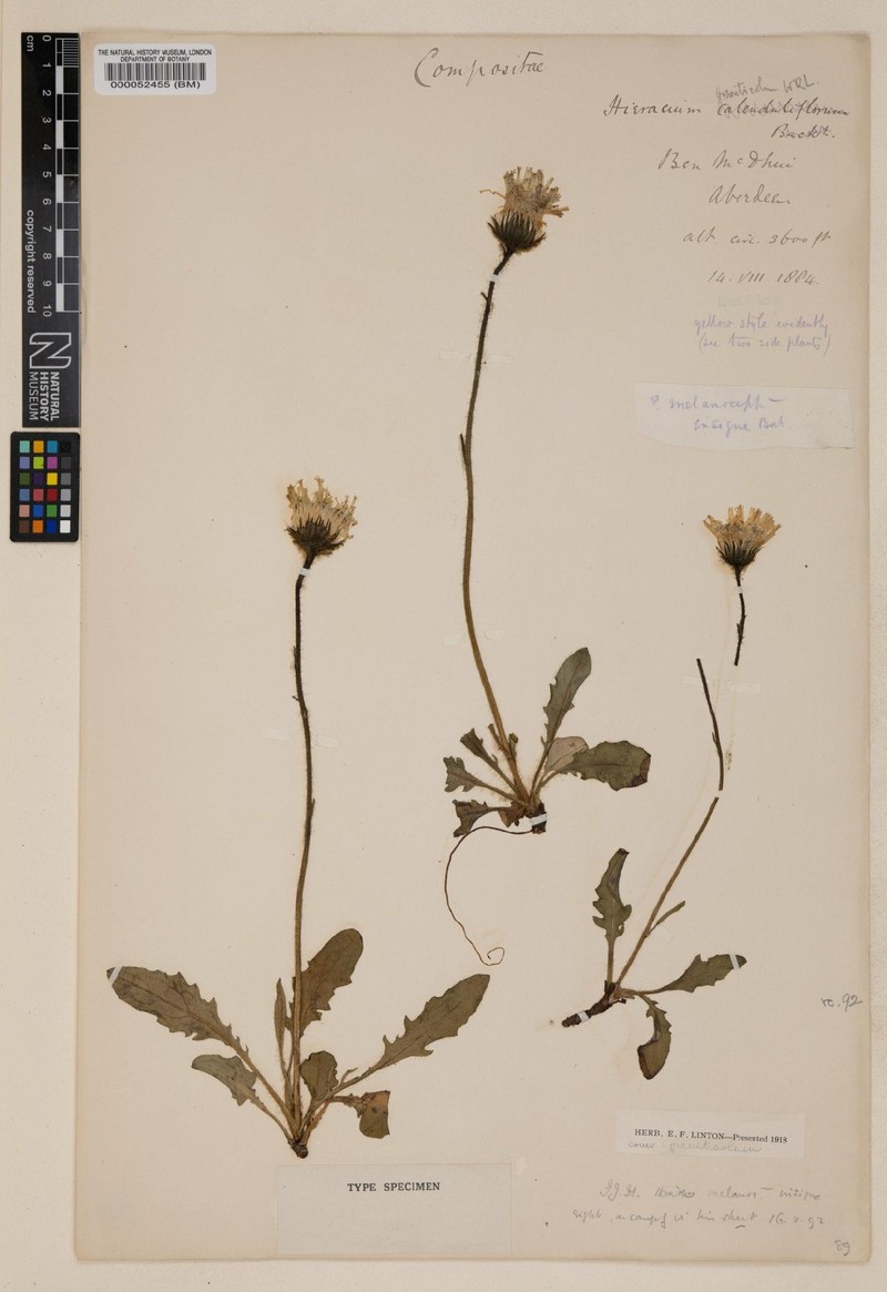 Hieracium graniticola
