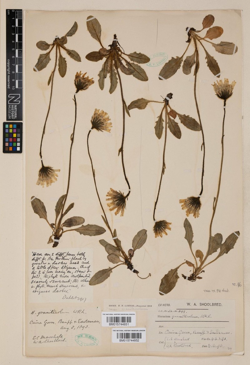 Hieracium graniticola photo 2