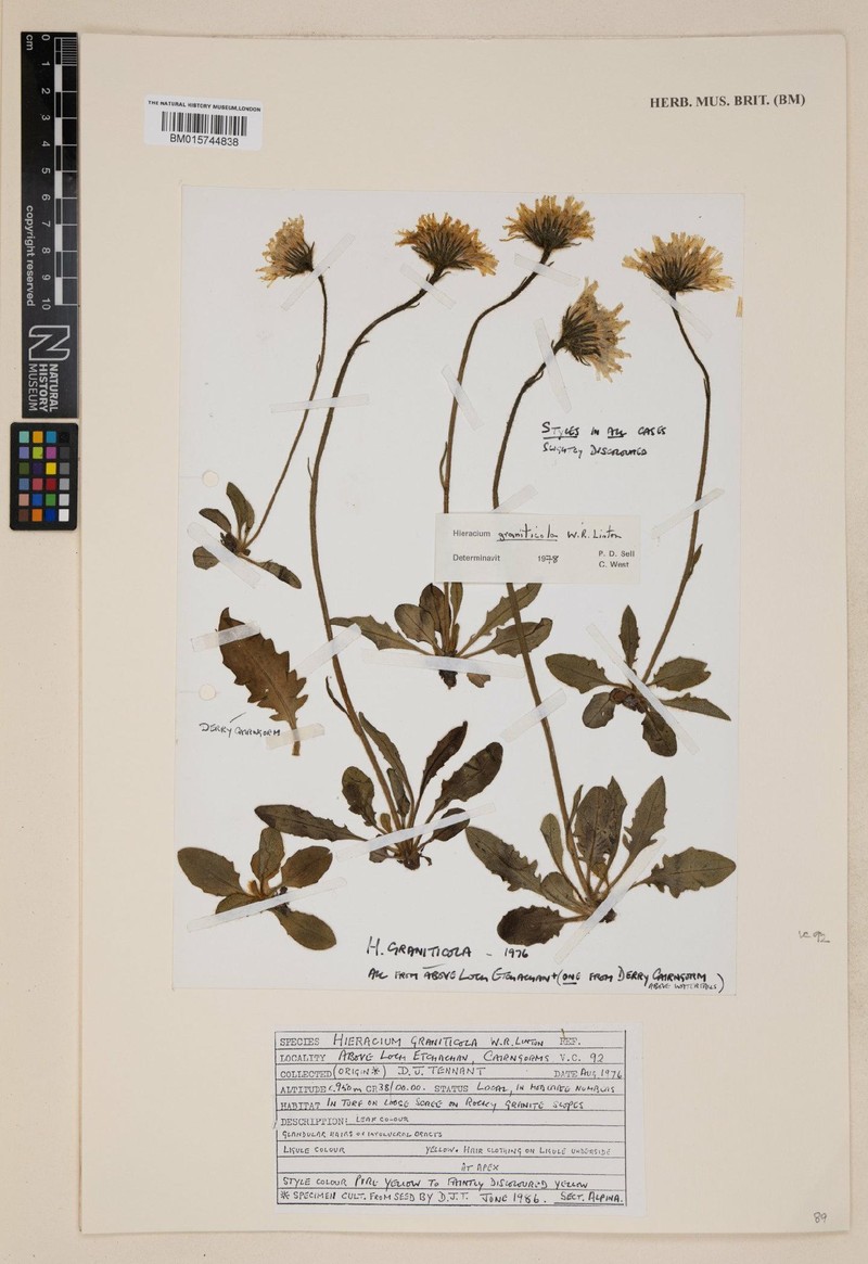 Hieracium graniticola photo 3