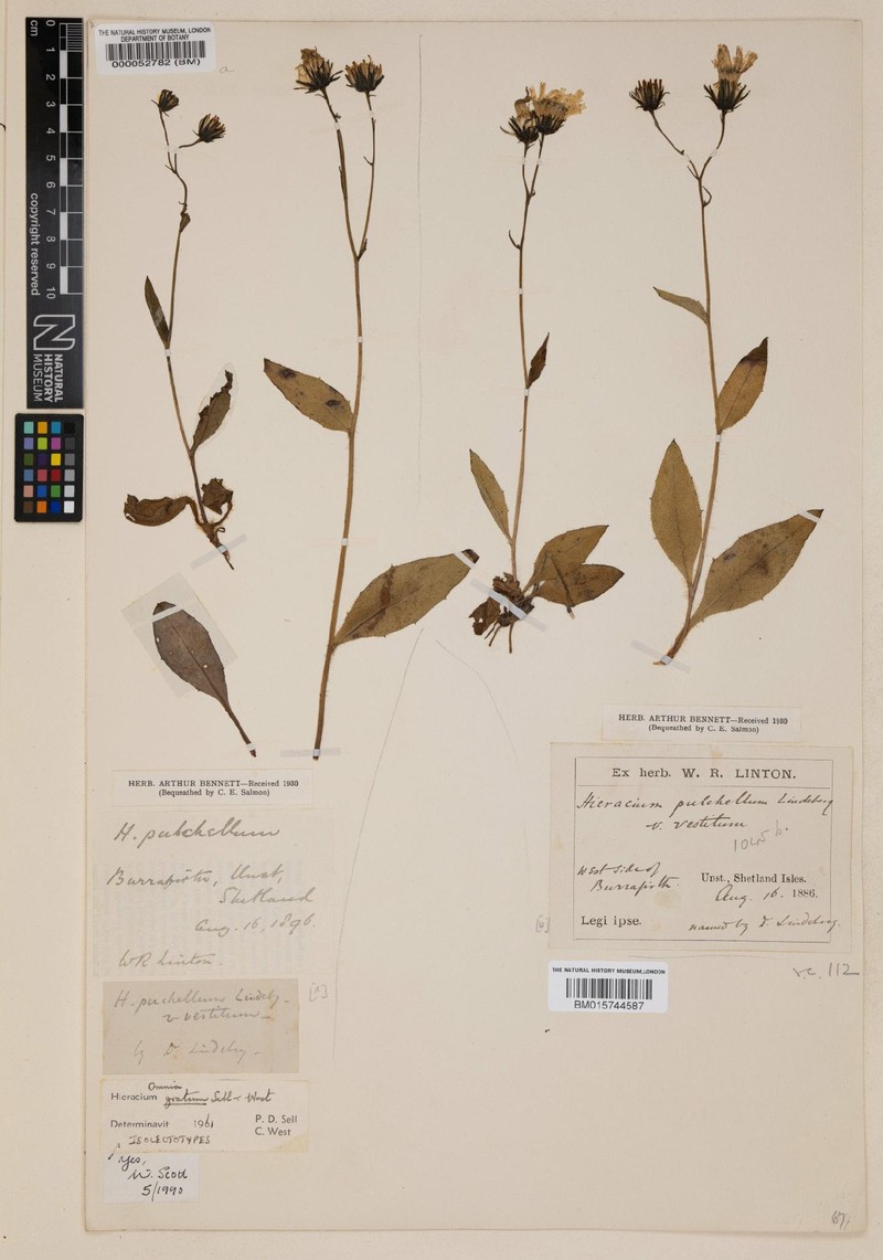 Hieracium gratum