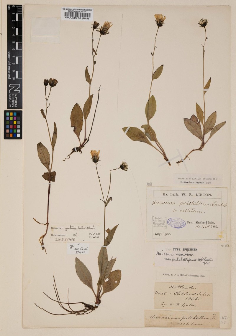 Hieracium gratum photo 2