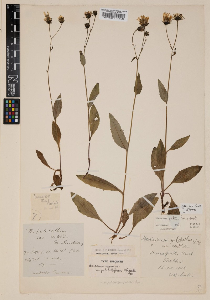 Hieracium gratum photo 3