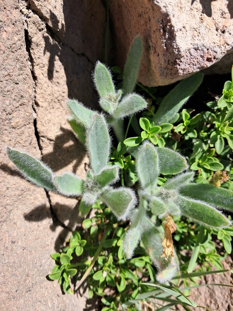 Greene's Hawkweed