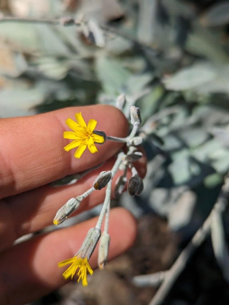 Greene's Hawkweed photo 2