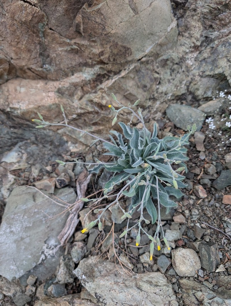 Greene's Hawkweed photo 5