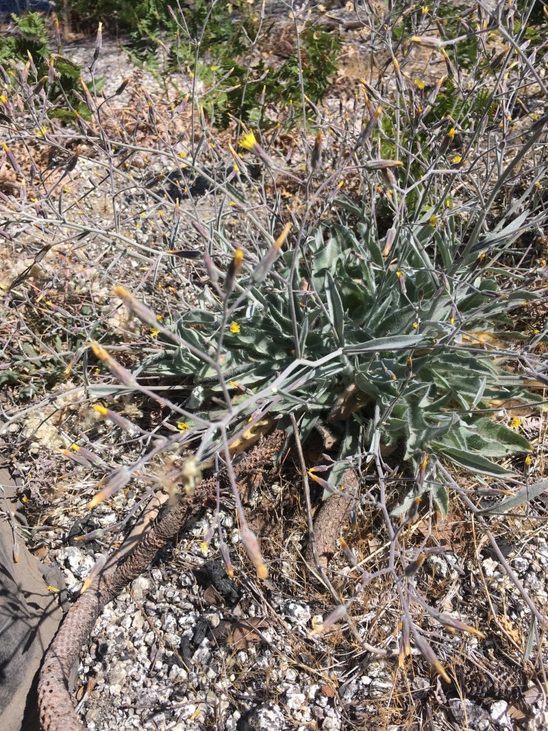 Greene's Hawkweed photo 6