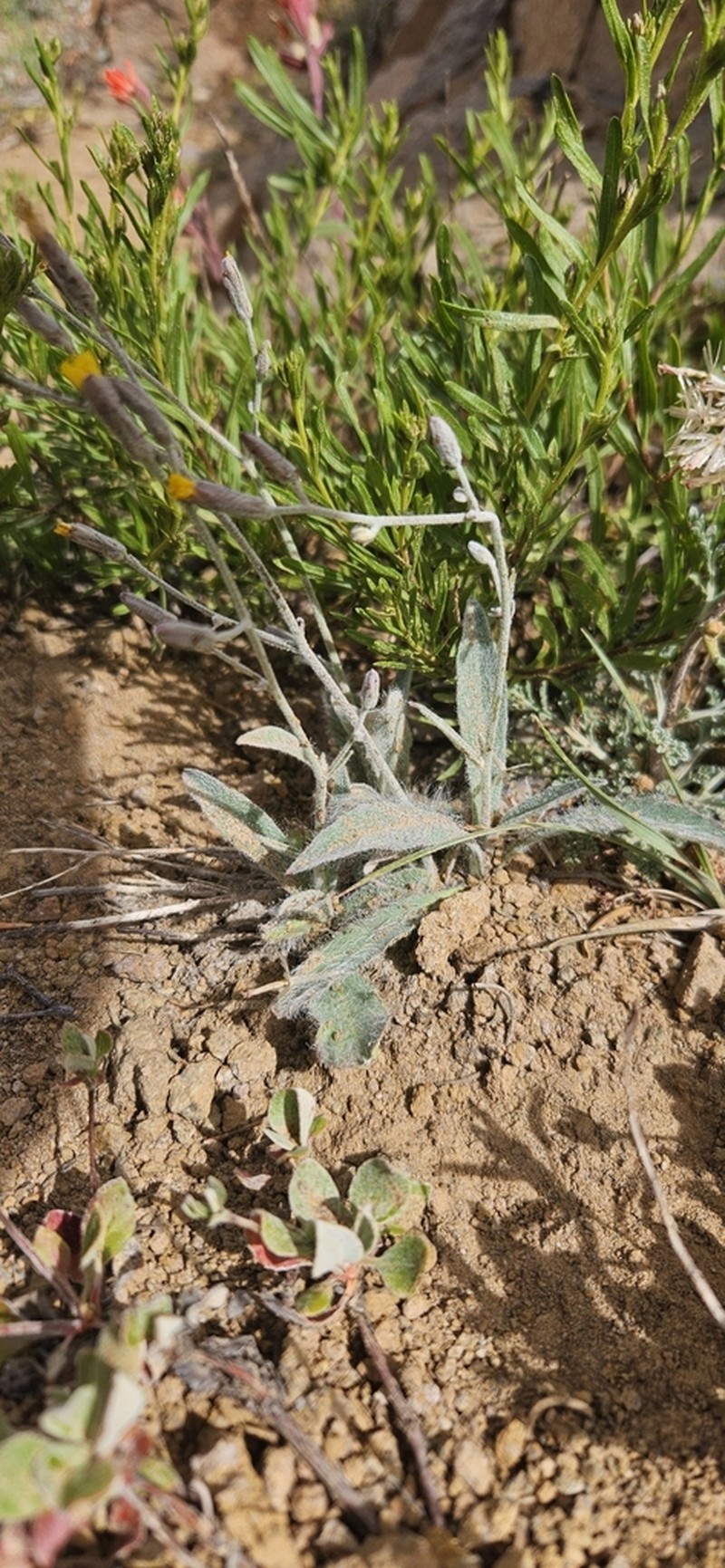 Greene's Hawkweed photo 8