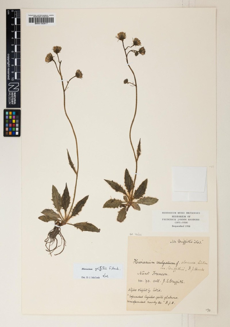 Hieracium griffithii