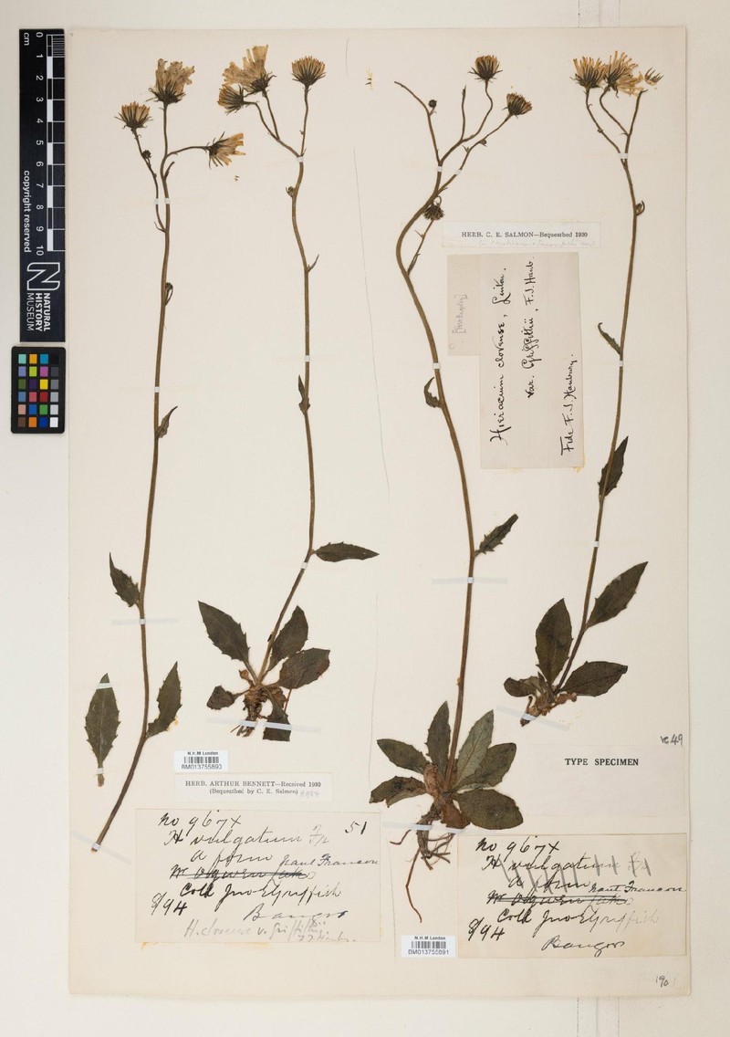 Hieracium griffithii photo 2