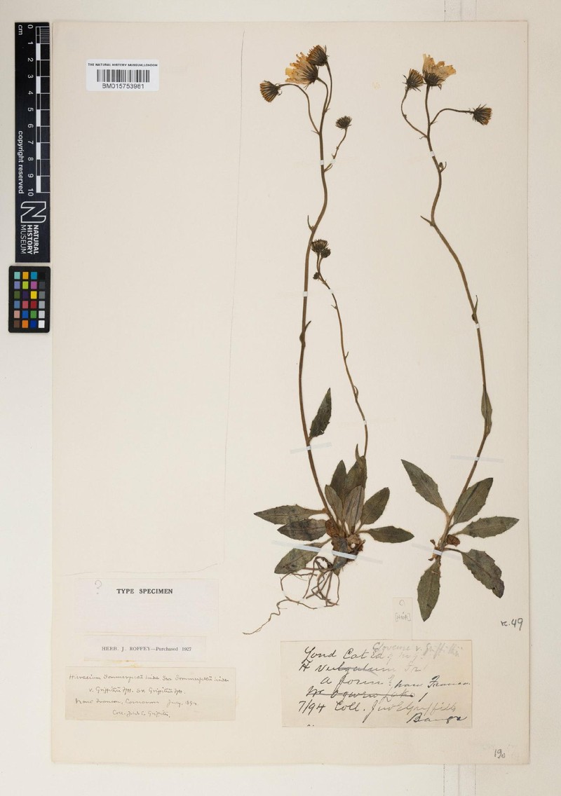Hieracium griffithii photo 3