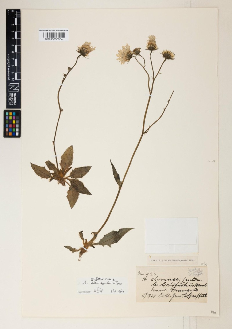 Hieracium griffithii photo 4