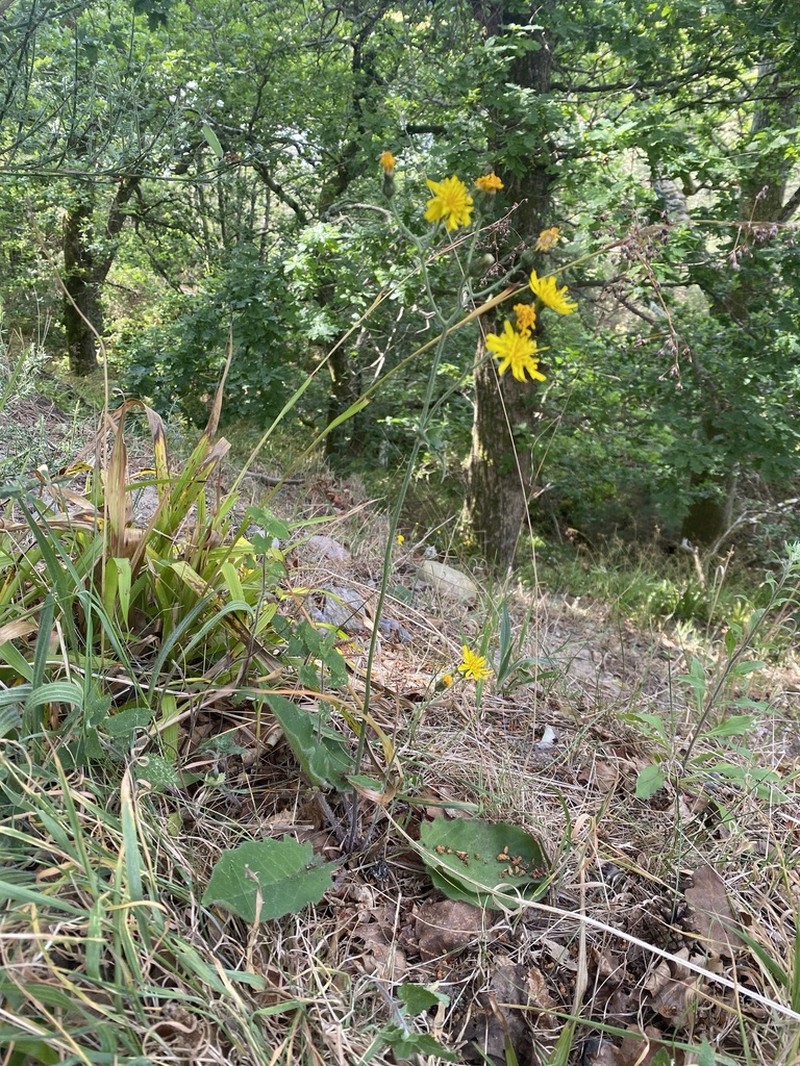 Hieracium grisedalense