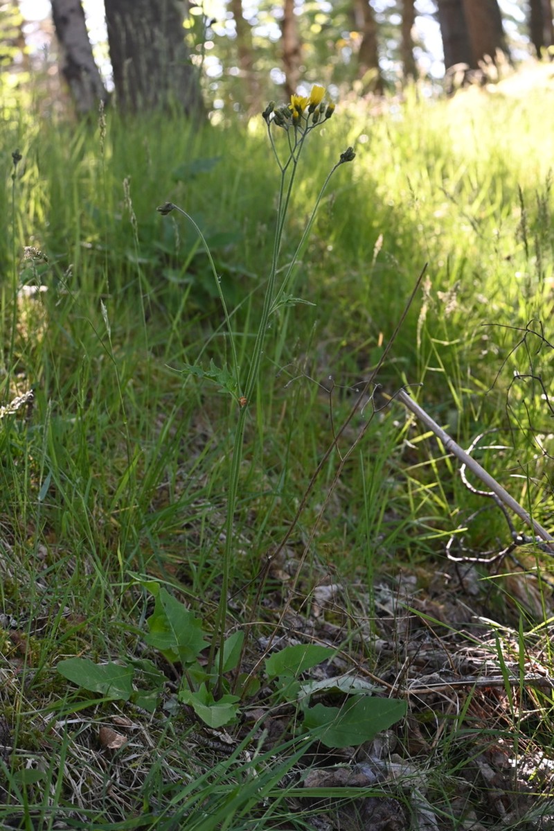 Hieracium grisedalense photo 2