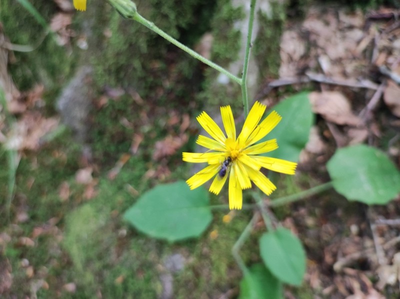 Hieracium grovesianum