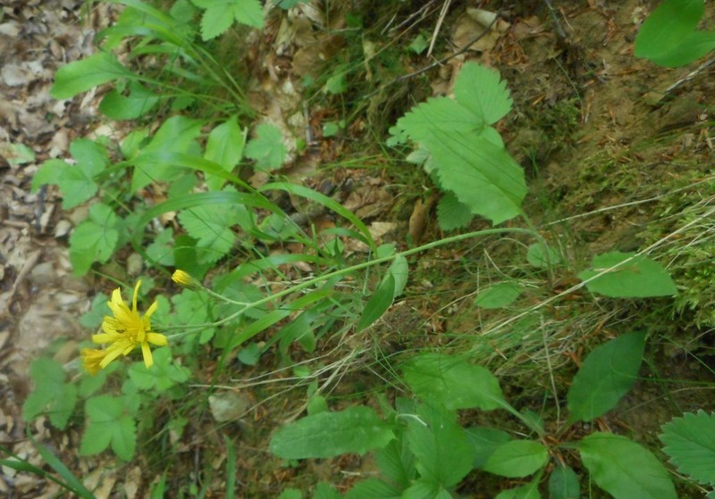 Hieracium grovesianum photo 2