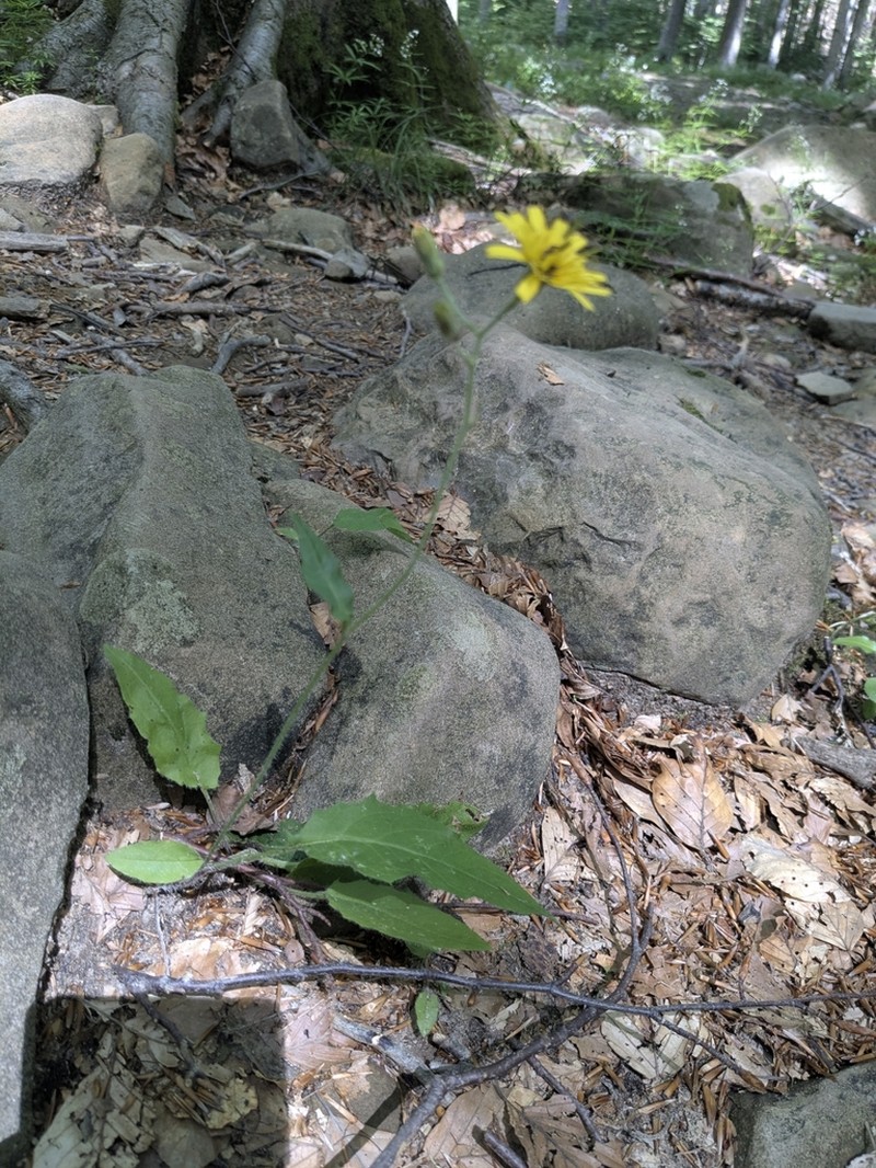 Hieracium grovesianum photo 3