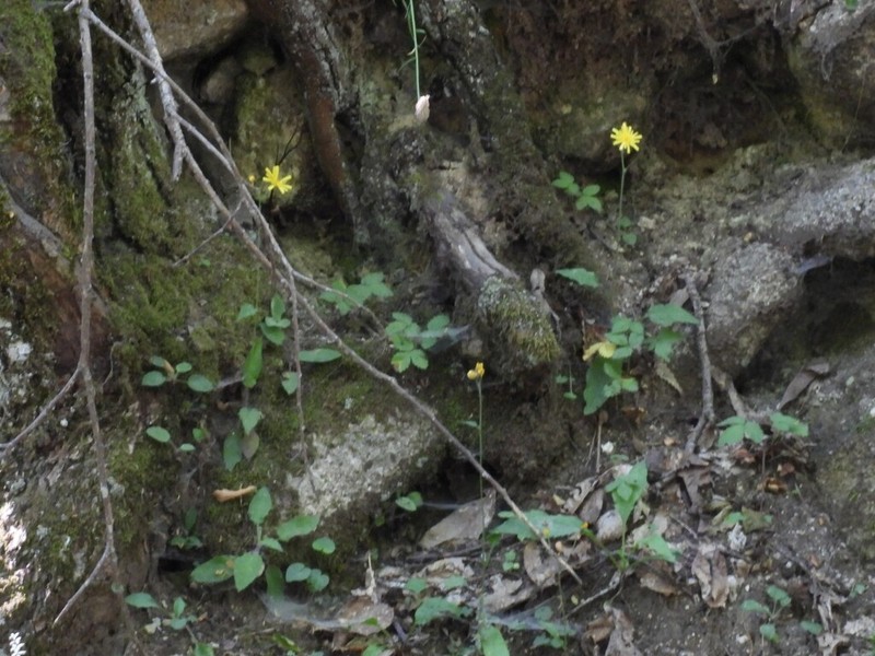 Hieracium grovesianum photo 4