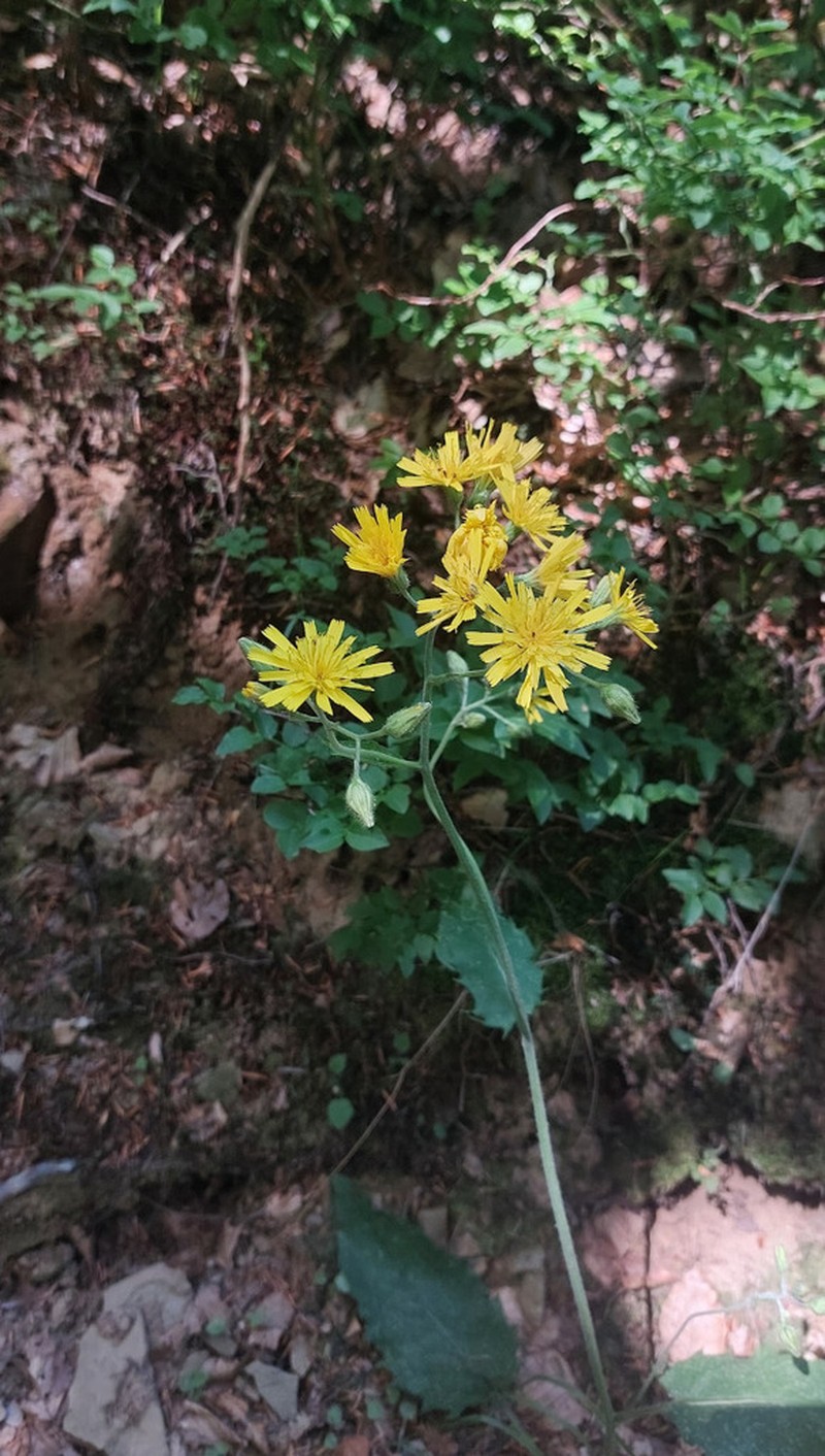 Hieracium grovesianum photo 5