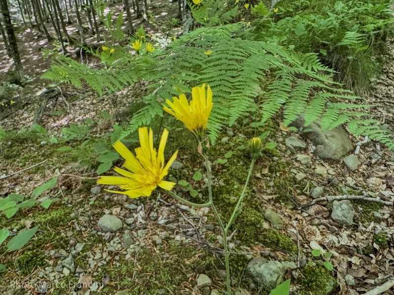 Hieracium grovesianum photo 6