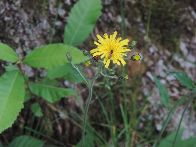 Hieracium grovesianum photo 7