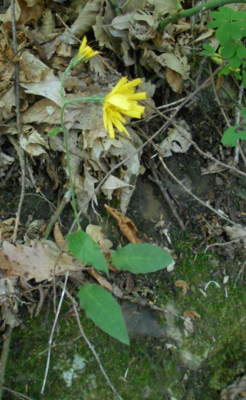 Hieracium grovesianum photo 8