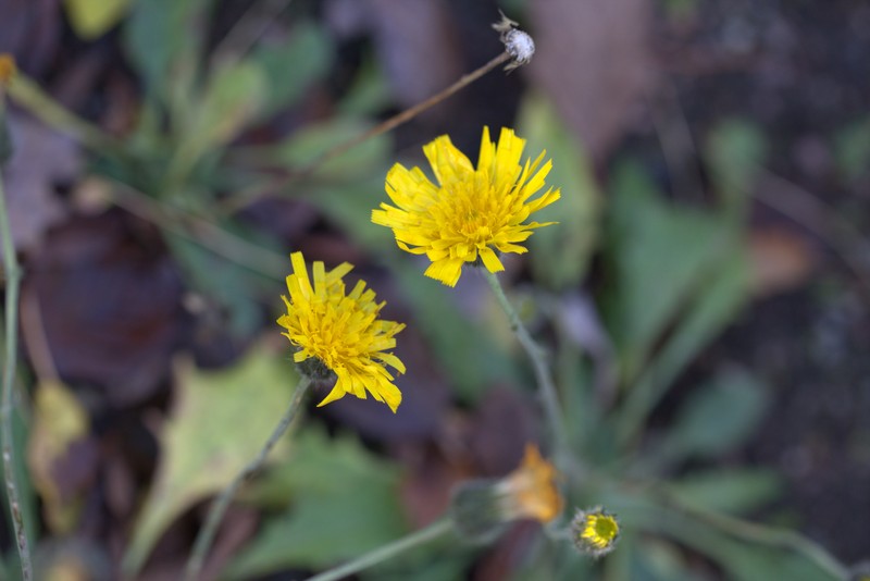 Hieracium grovesii