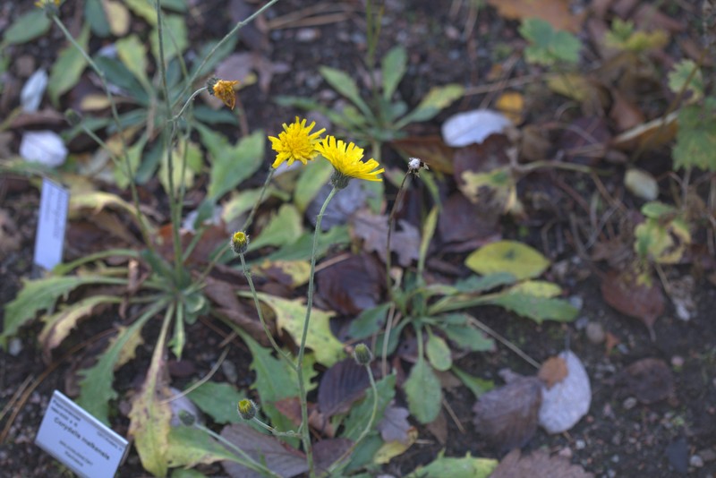 Hieracium grovesii photo 2