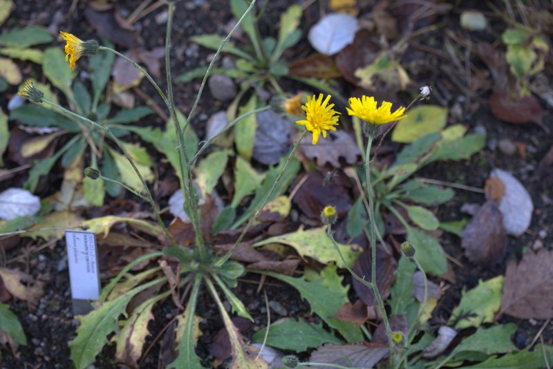 Hieracium grovesii photo 3