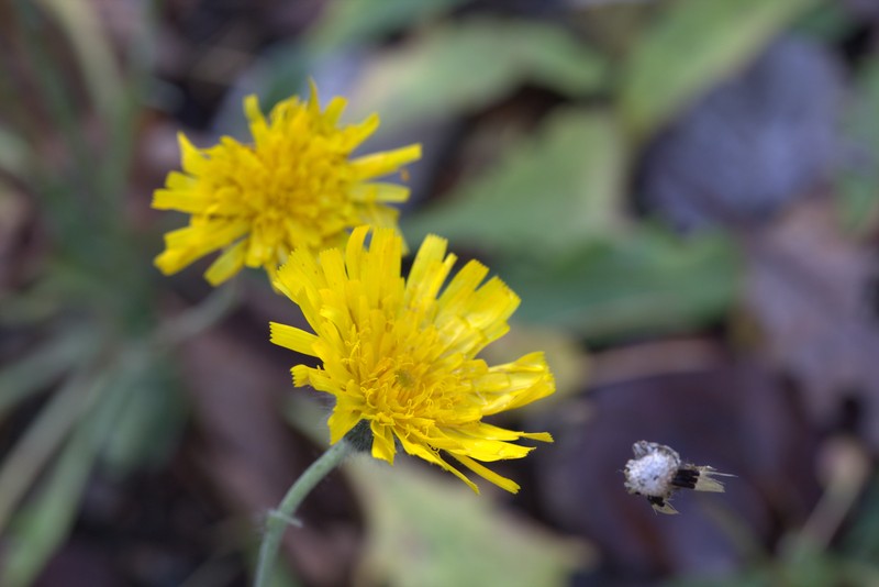Hieracium grovesii photo 4