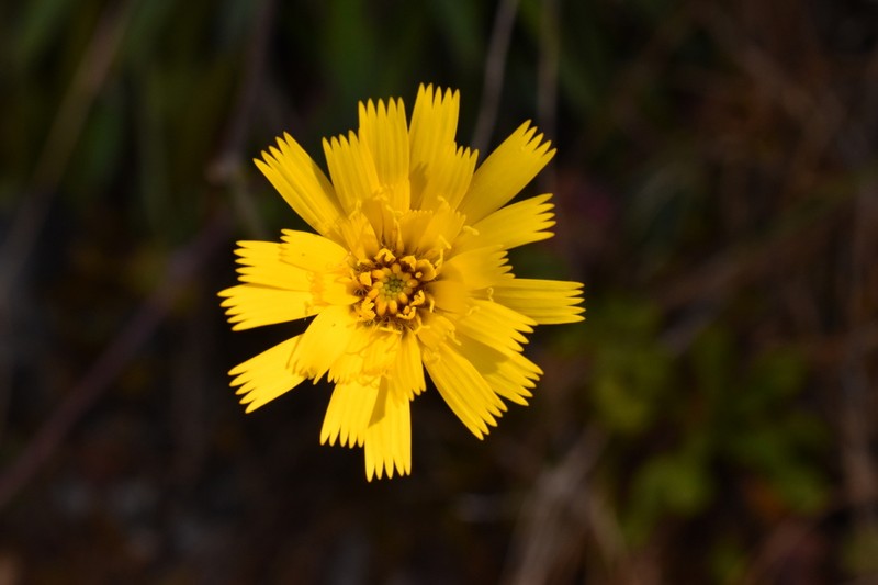 Hieracium guatemalense