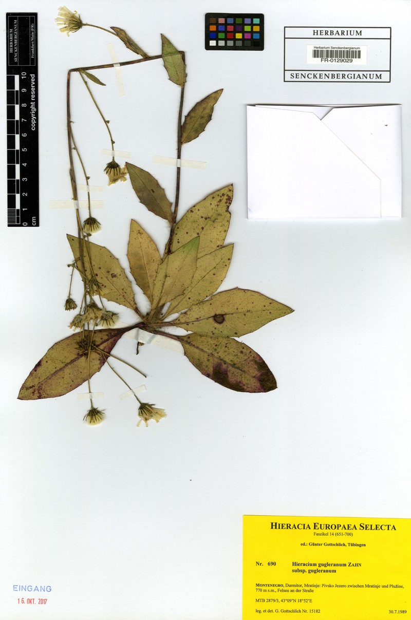 Hieracium guglerianum