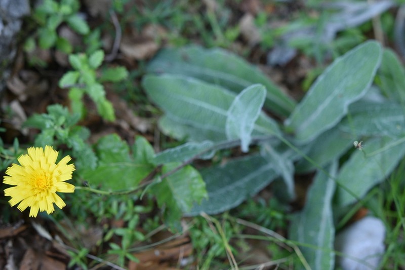 Hieracium gymnocephalum