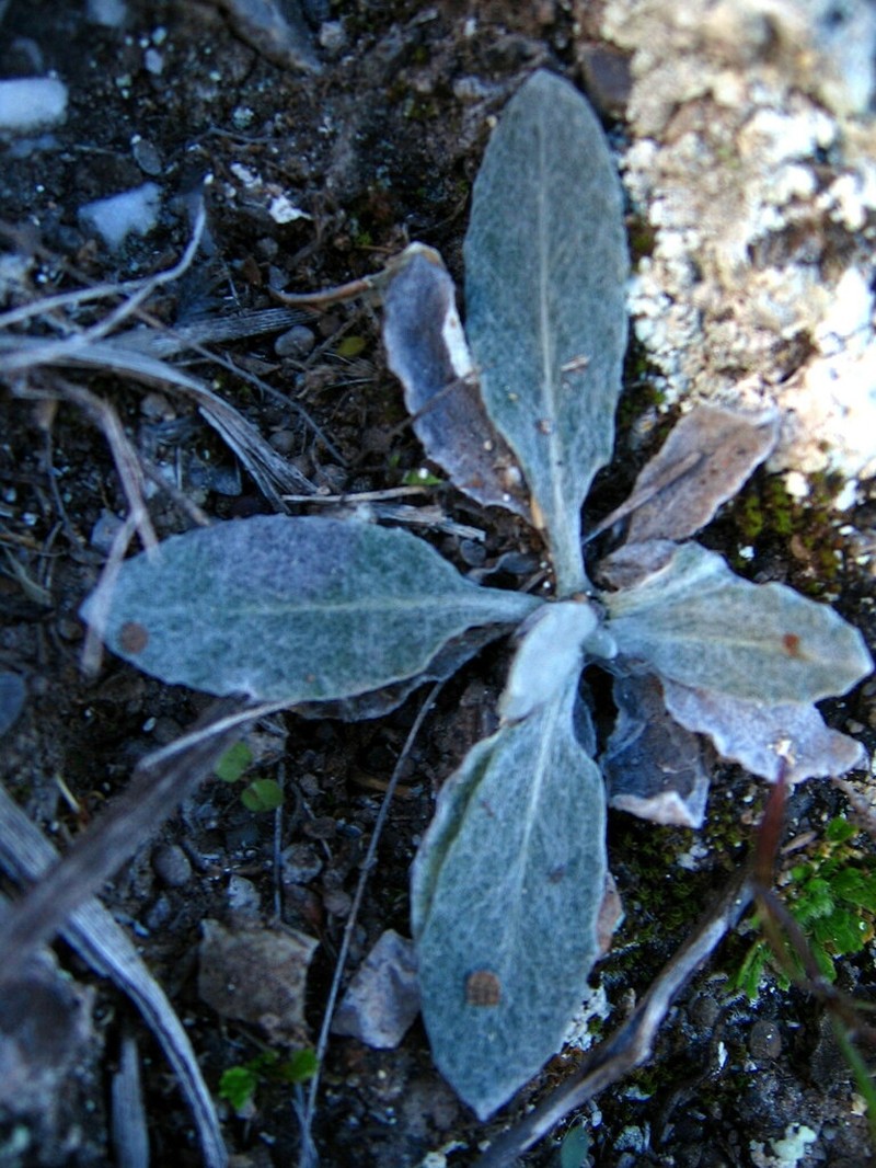 Hieracium gypsophilum