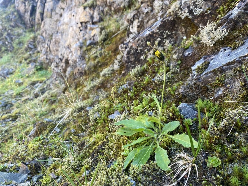 Hieracium hanburyi