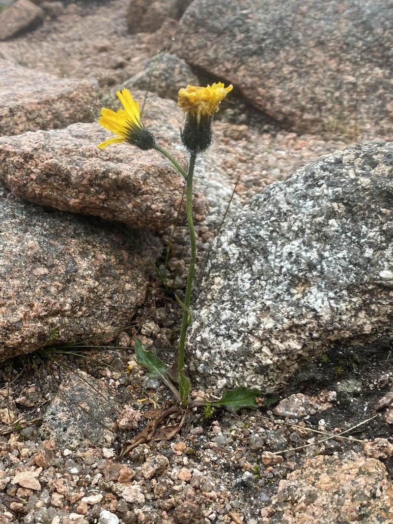 Hieracium hanburyi photo 2
