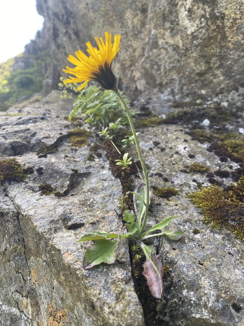 Hieracium hanburyi photo 3