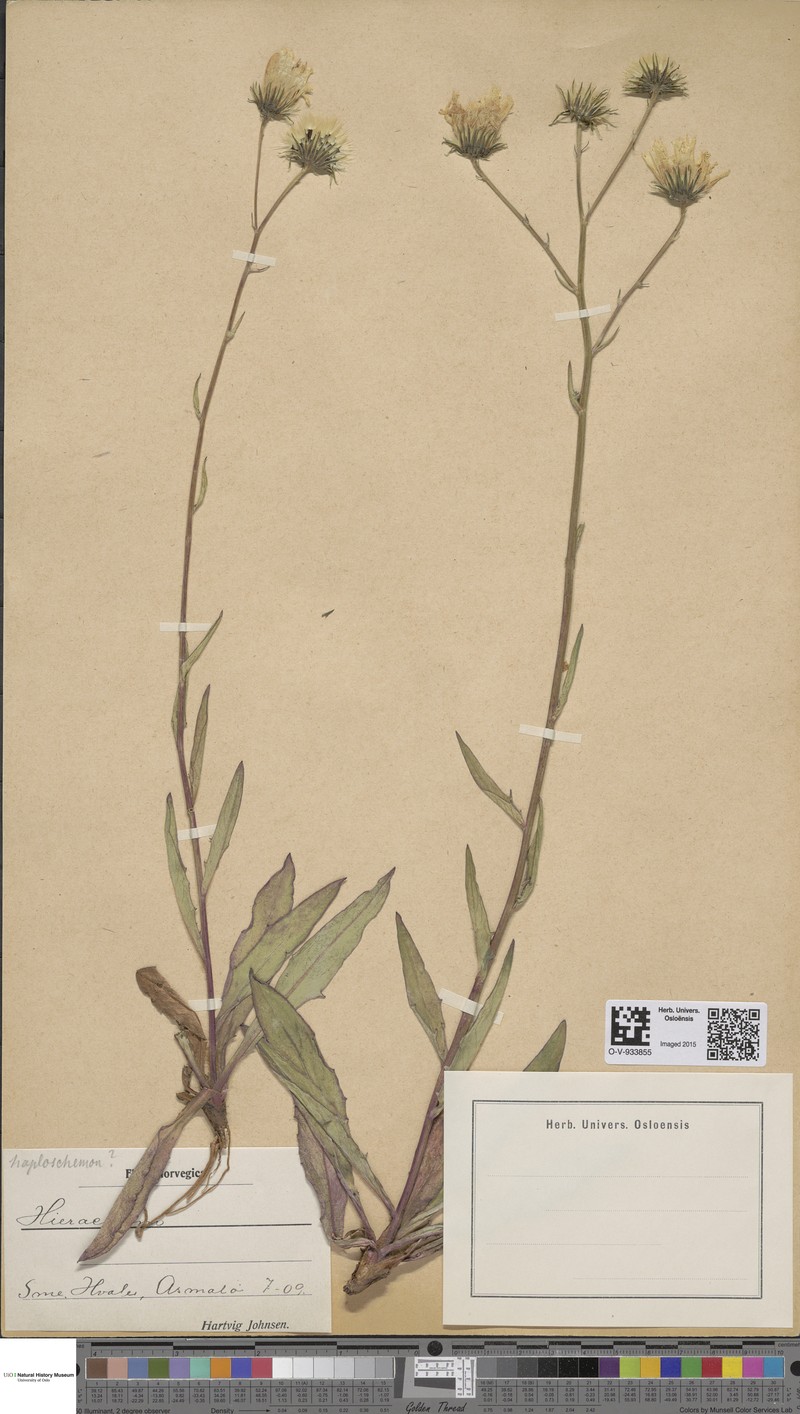 Hieracium haploschemon