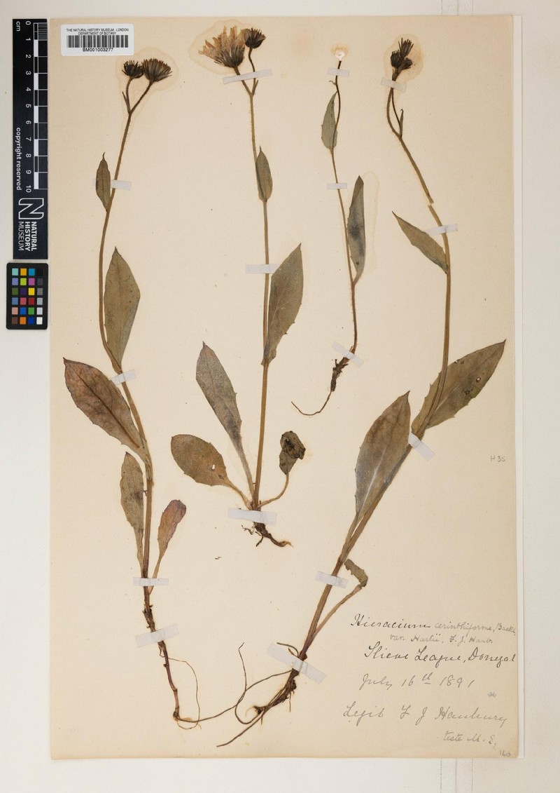 Hieracium hartii photo 3
