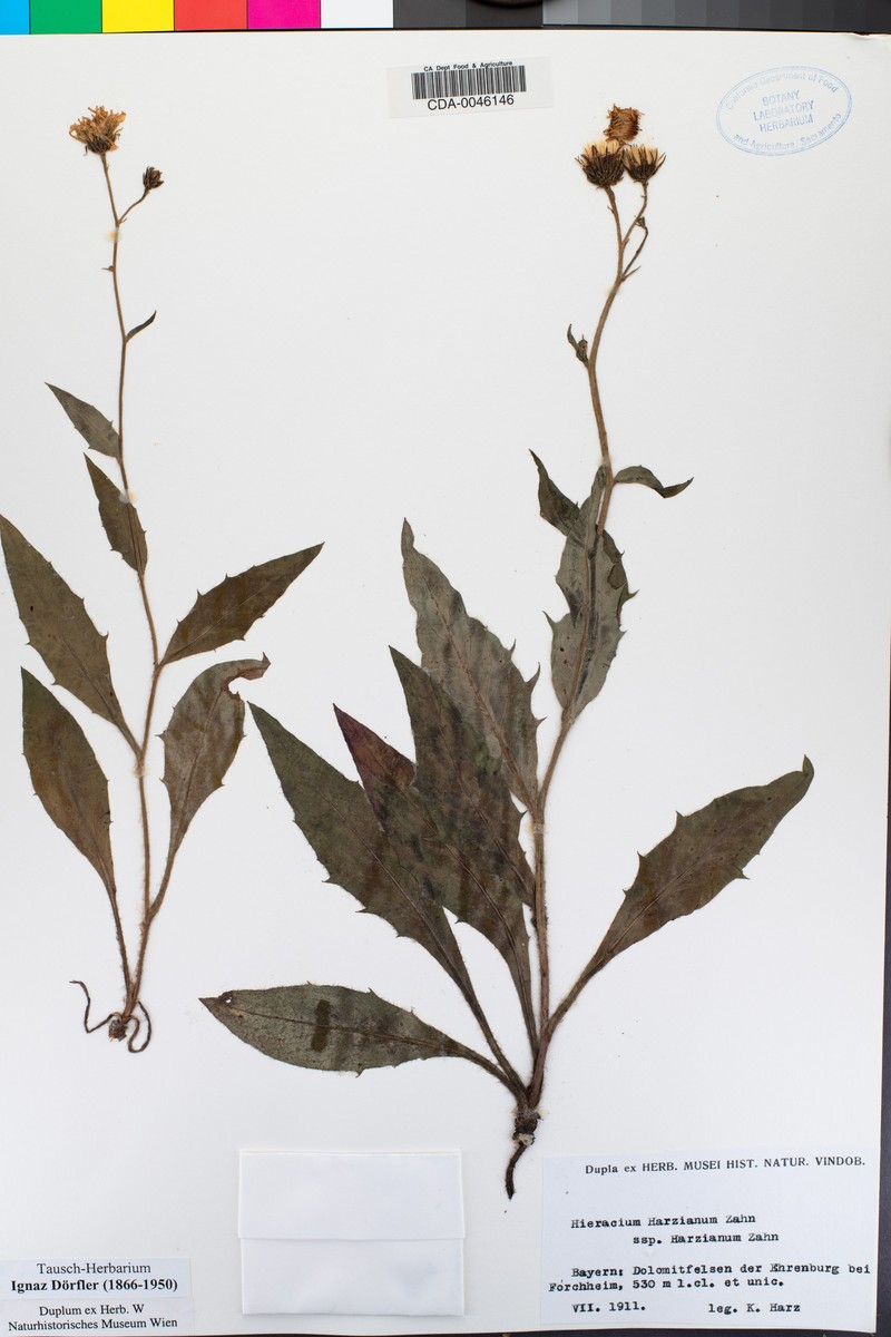 Hieracium harzianum