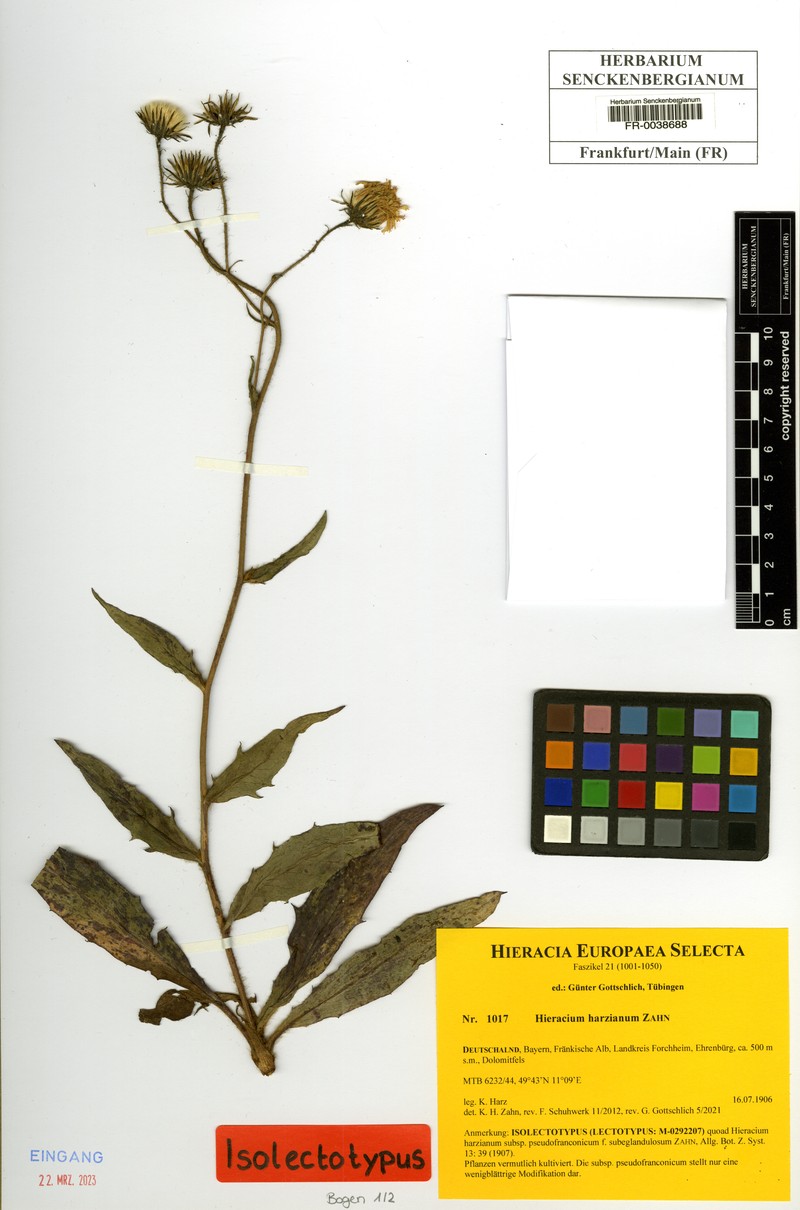 Hieracium harzianum photo 2