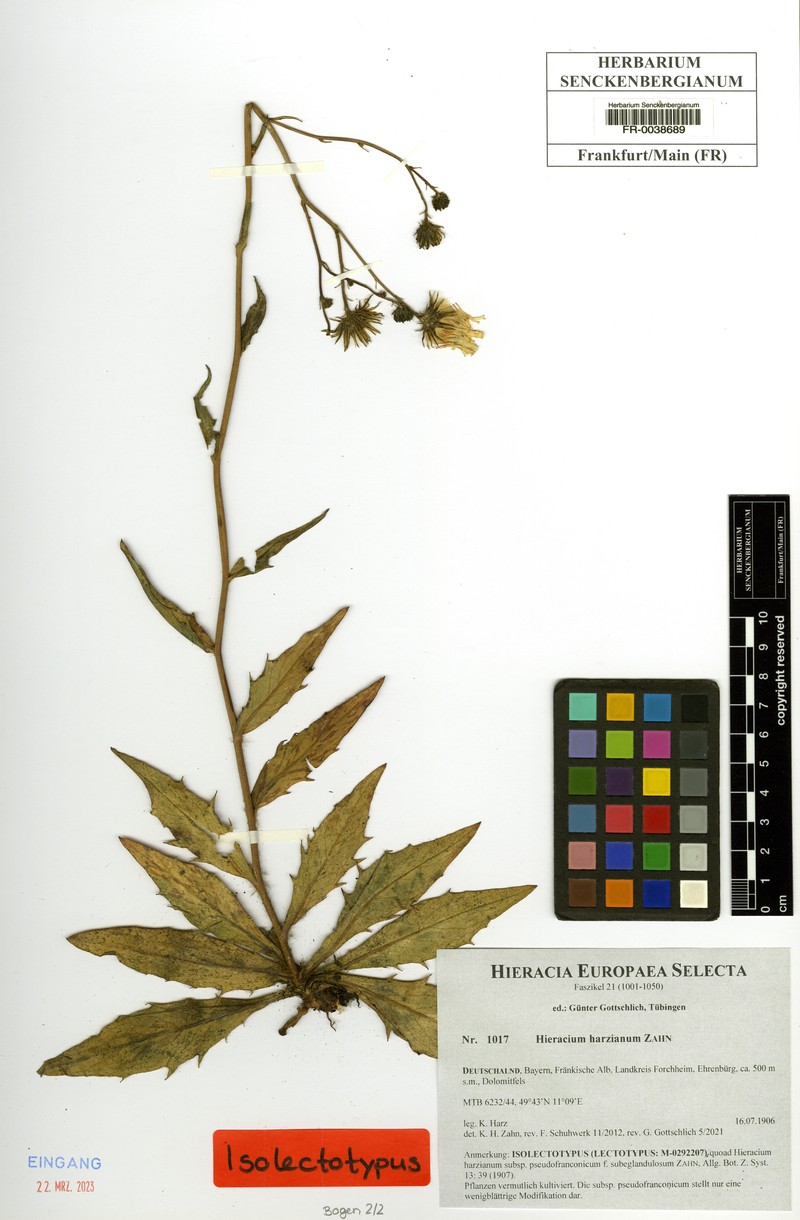 Hieracium harzianum photo 3