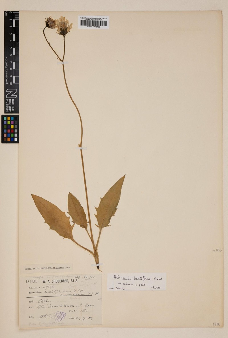Hieracium hastiforme