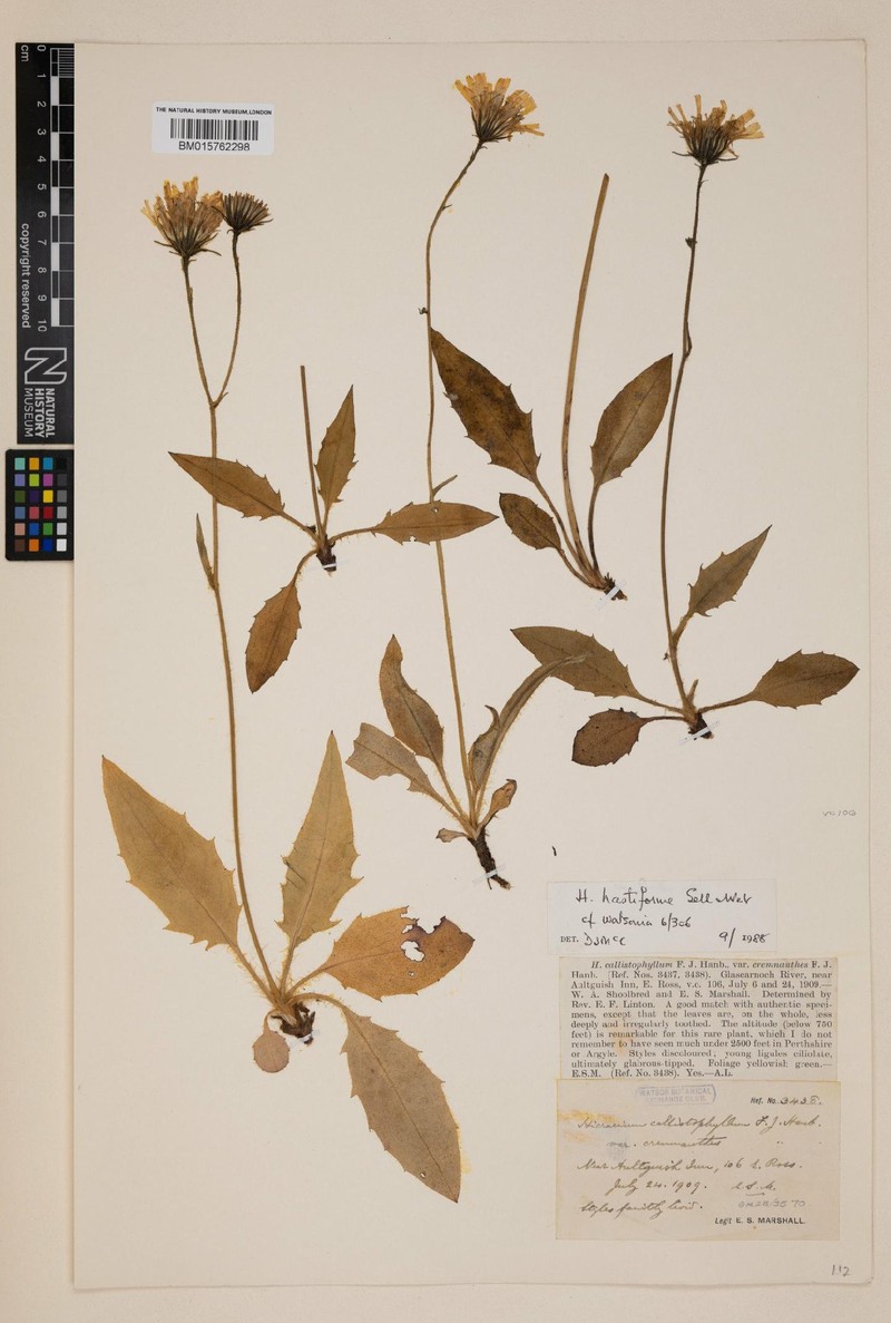 Hieracium hastiforme photo 2
