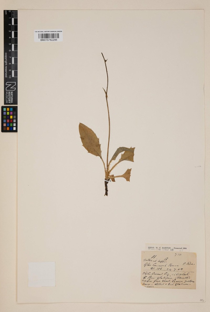 Hieracium hastiforme photo 3